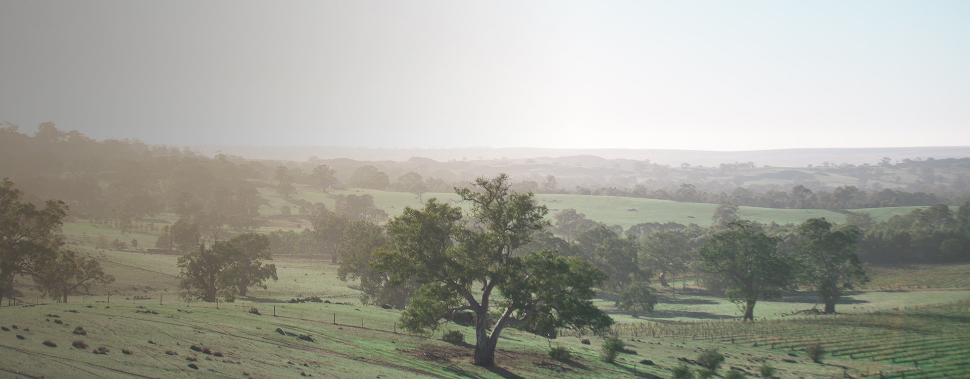 2021 Barossa Valley Vintage Report