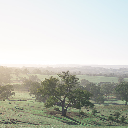 2021 Barossa Valley Vintage Report