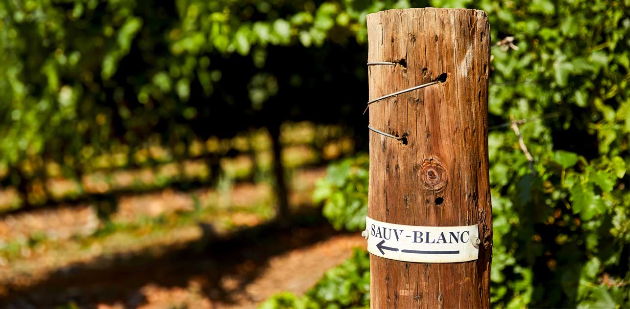 Jansz Winemaker Jennifer DoyleOxford Landing Sauvignon Blanc 2023, A Vintage update from Andy La Nauze, our Senior Winemaker at Oxford Landing.
