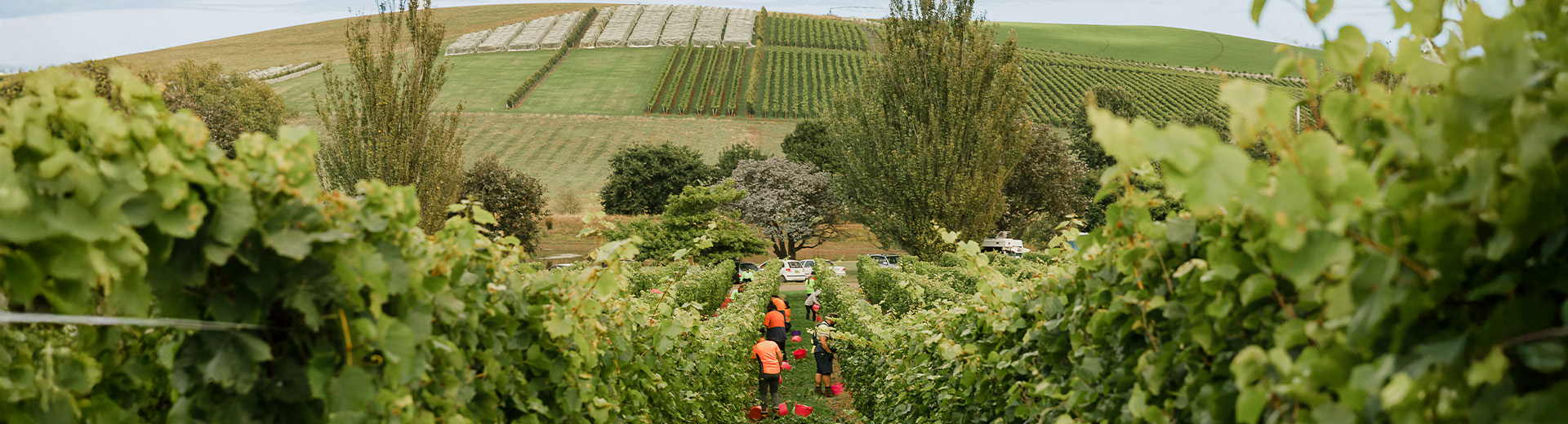 Every bottle of Jansz Tasmania Vintage Cuvée tells a story. It’s a reflection of a single year.