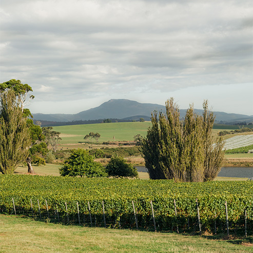 Every bottle of Jansz Tasmania Vintage Cuvée tells a story. It’s a reflection of a single year.