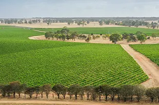 Limestone Coast